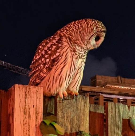 Meet your Posher, Tony - Picture 1 of 1